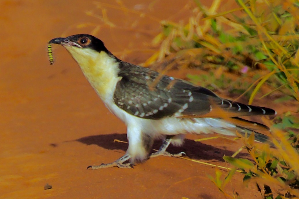 Great Spotted Cuckoo - ML621585601