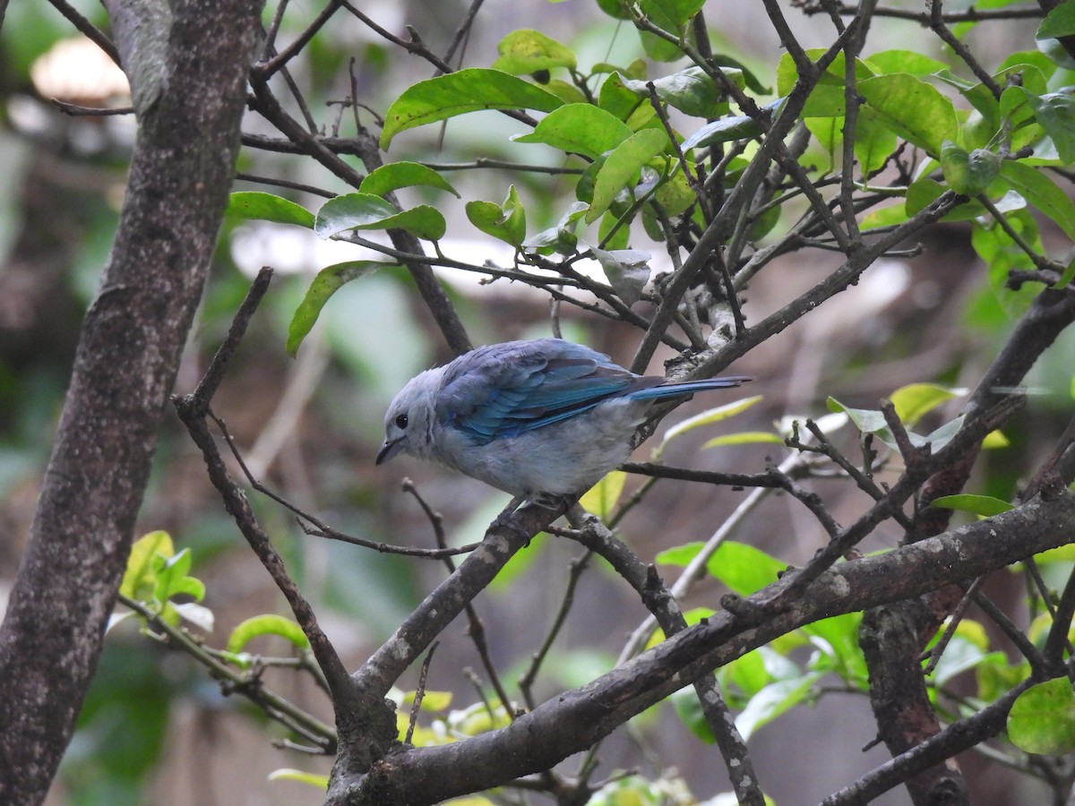 Blue-gray Tanager - ML621585712