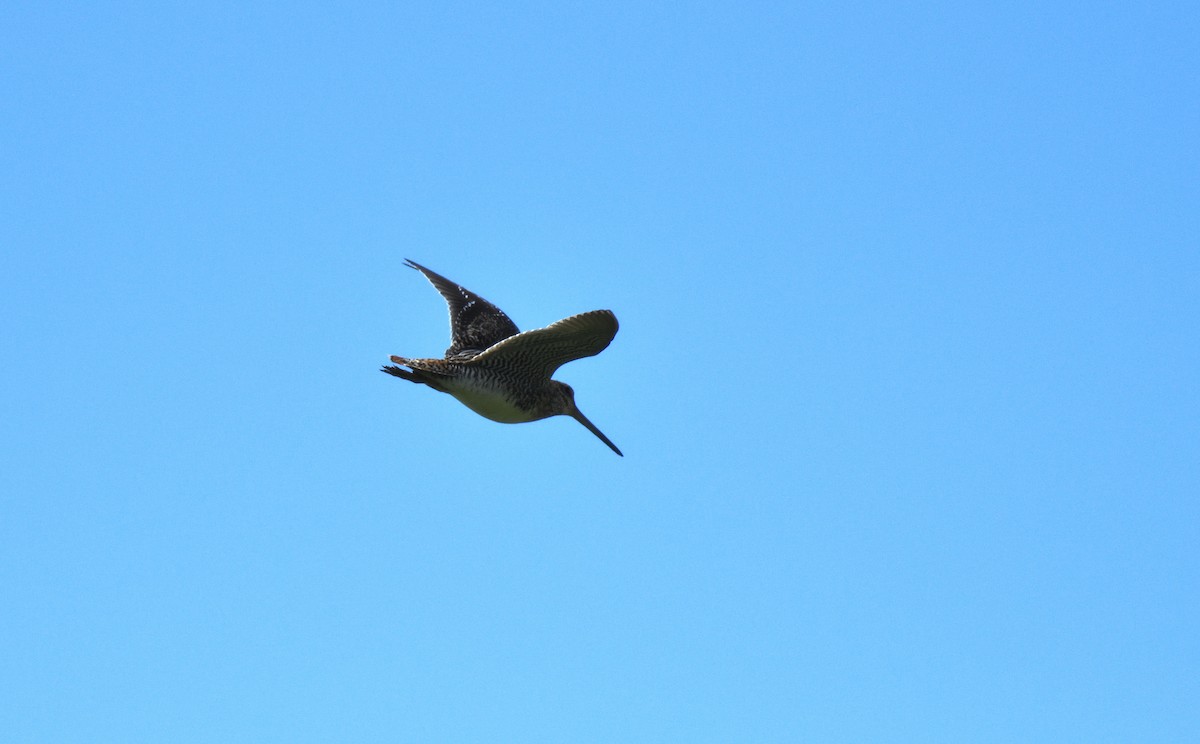 Wilson's Snipe - ML621585747