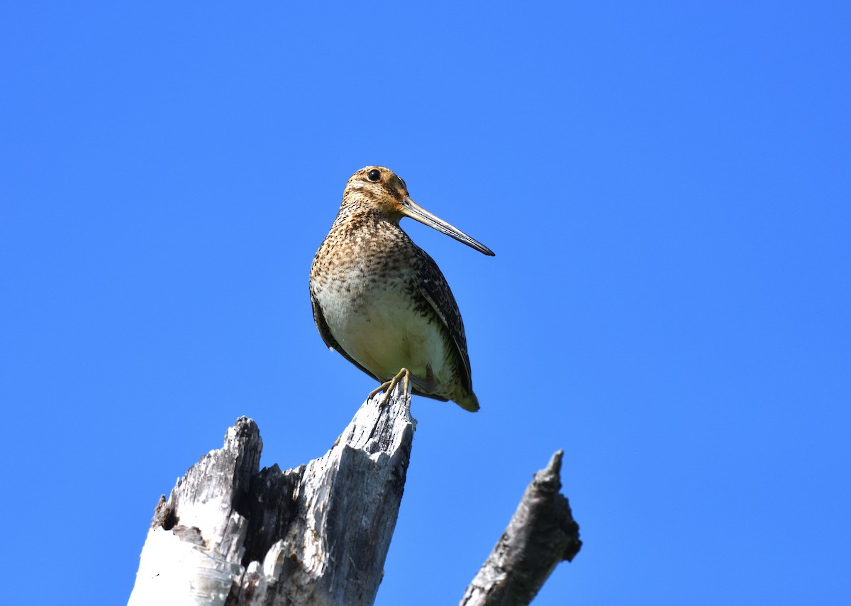 Wilson's Snipe - Timothy Piranian