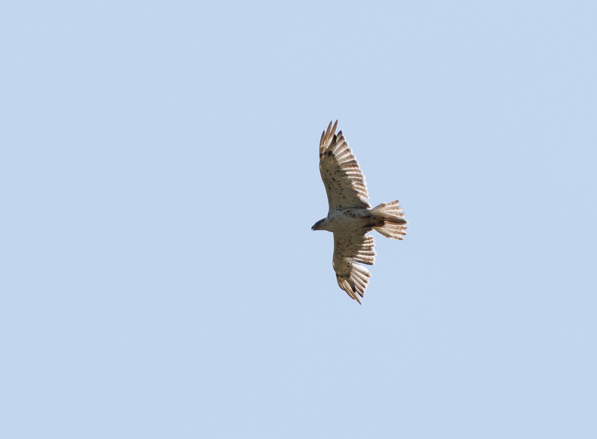 Ferruginous Hawk - ML621585760