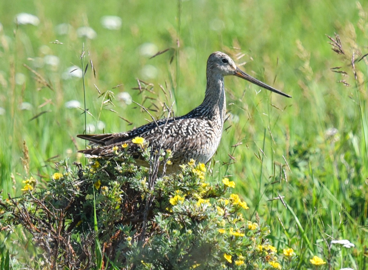 Marbled Godwit - ML621585808