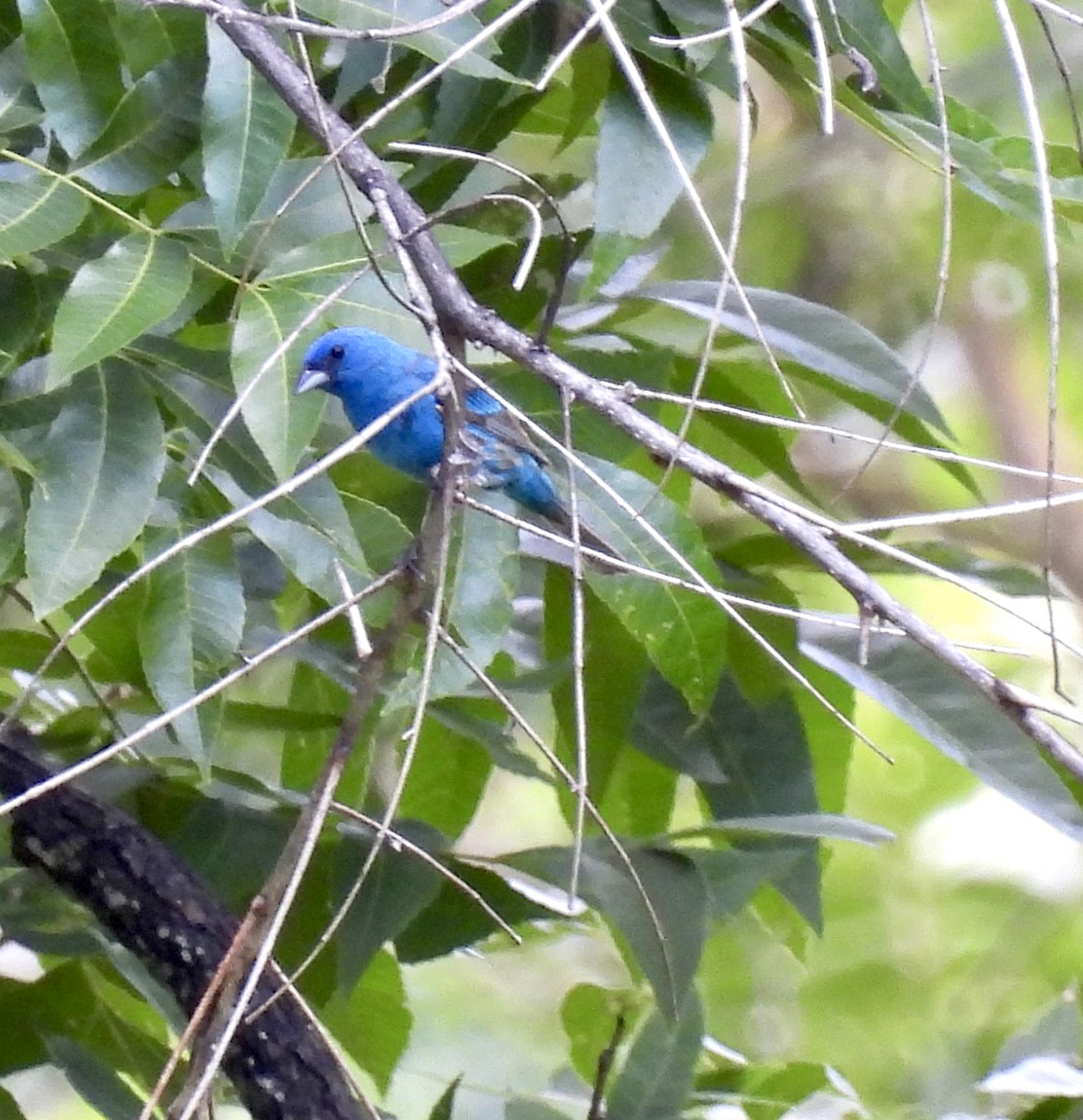 Indigo Bunting - ML621585833