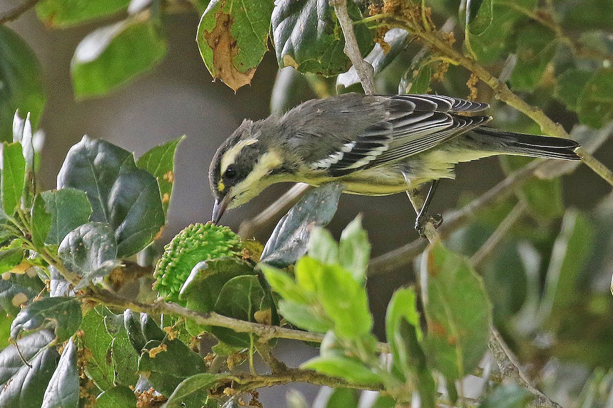 Black-throated Gray x Townsend's Warbler (hybrid) - ML621585854