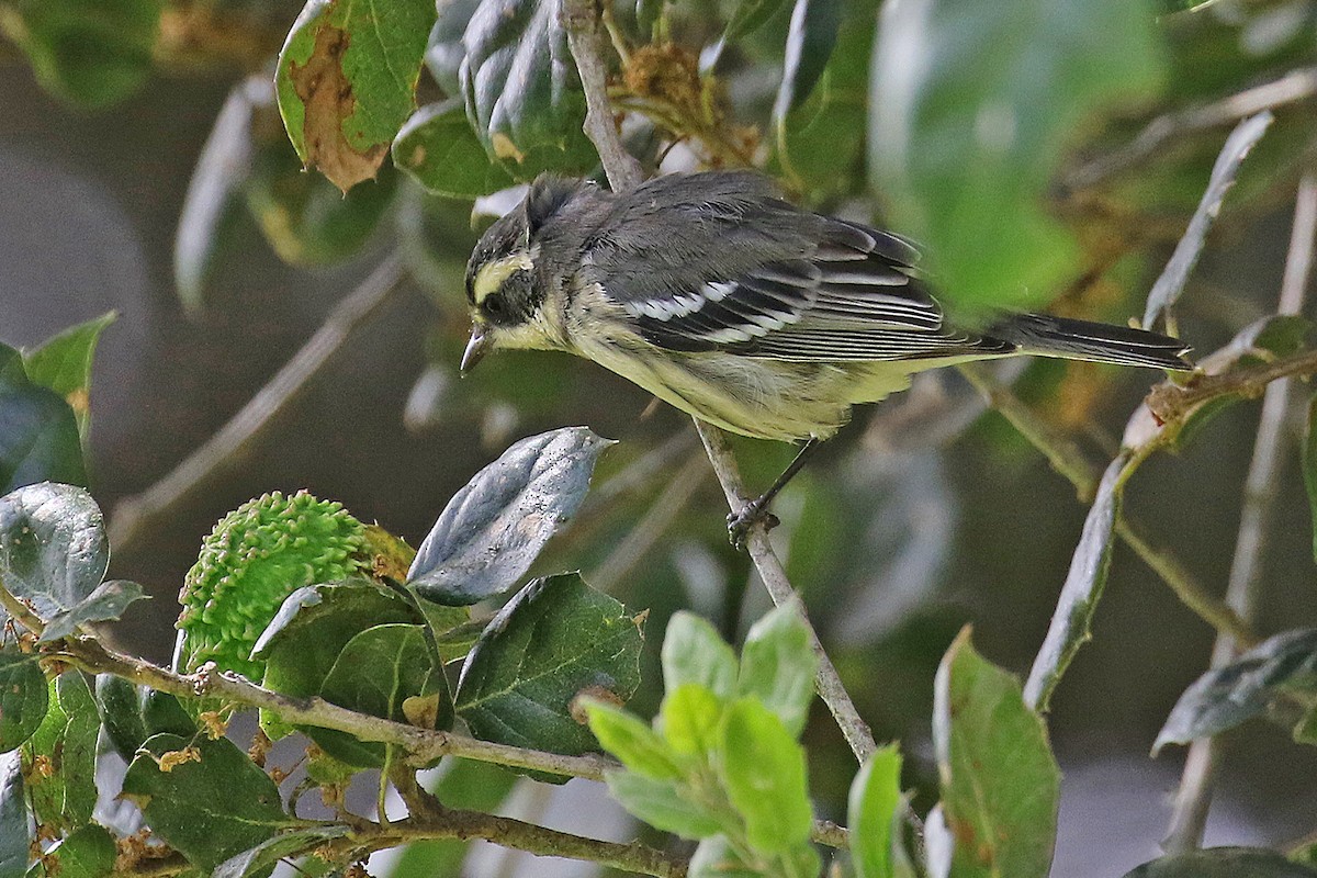 Black-throated Gray x Townsend's Warbler (hybrid) - ML621585874