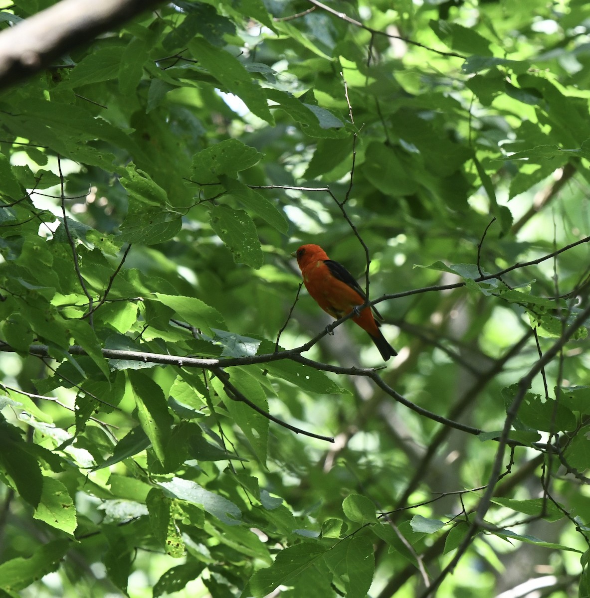 Scarlet Tanager - ML621585876