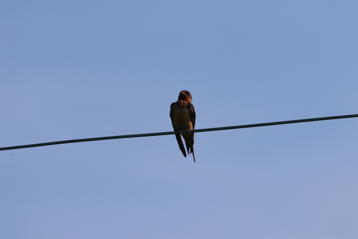 Barn Swallow - ML621586043