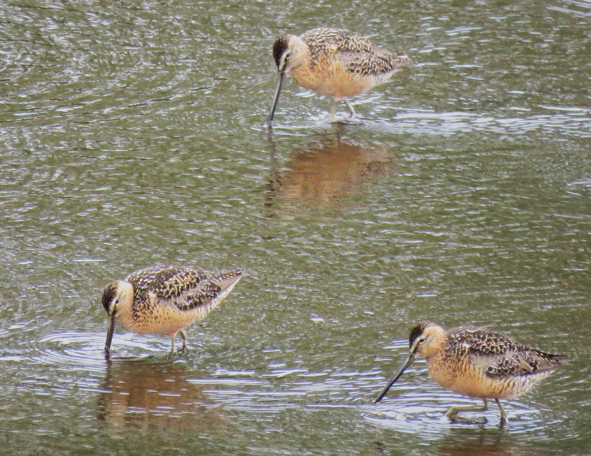 Long-billed Dowitcher - ML621586194