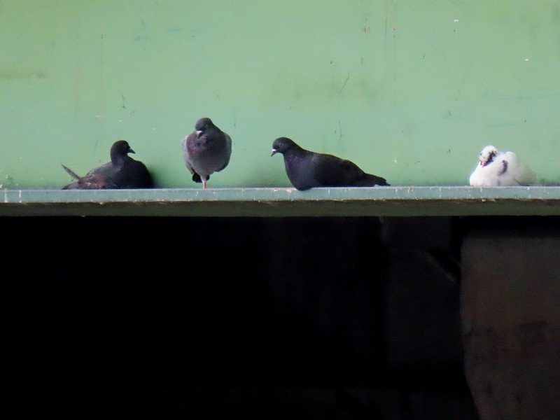 Rock Pigeon (Feral Pigeon) - ML621586214