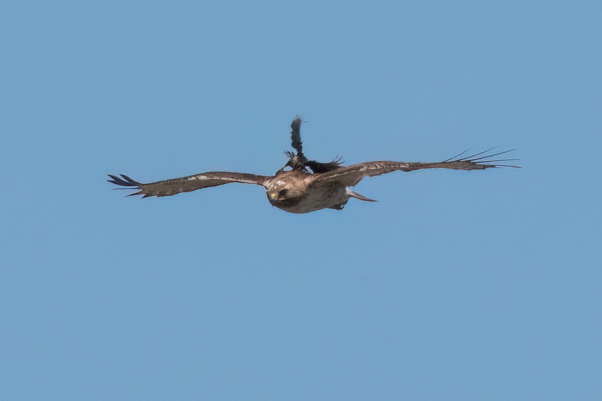 Red-tailed Hawk - ML621586249