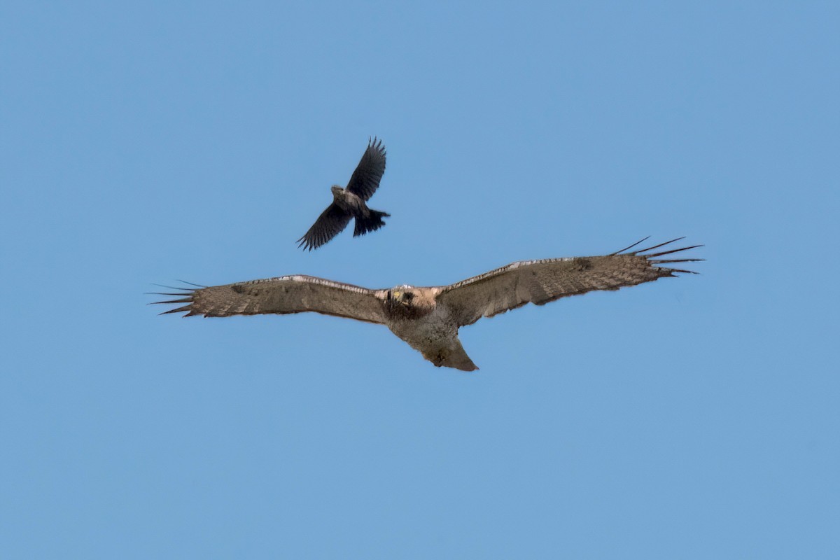 Red-tailed Hawk - ML621586250