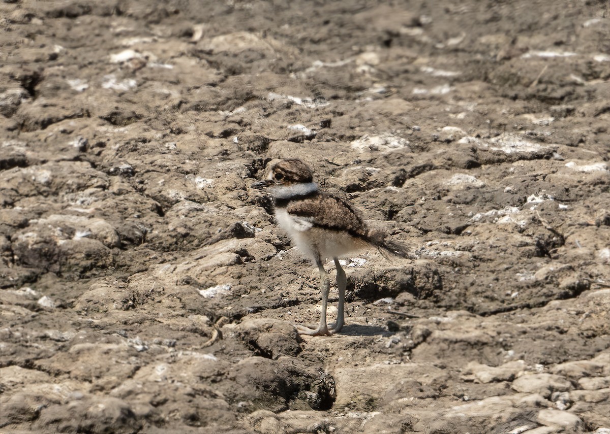 Semipalmated Plover - ML621586329