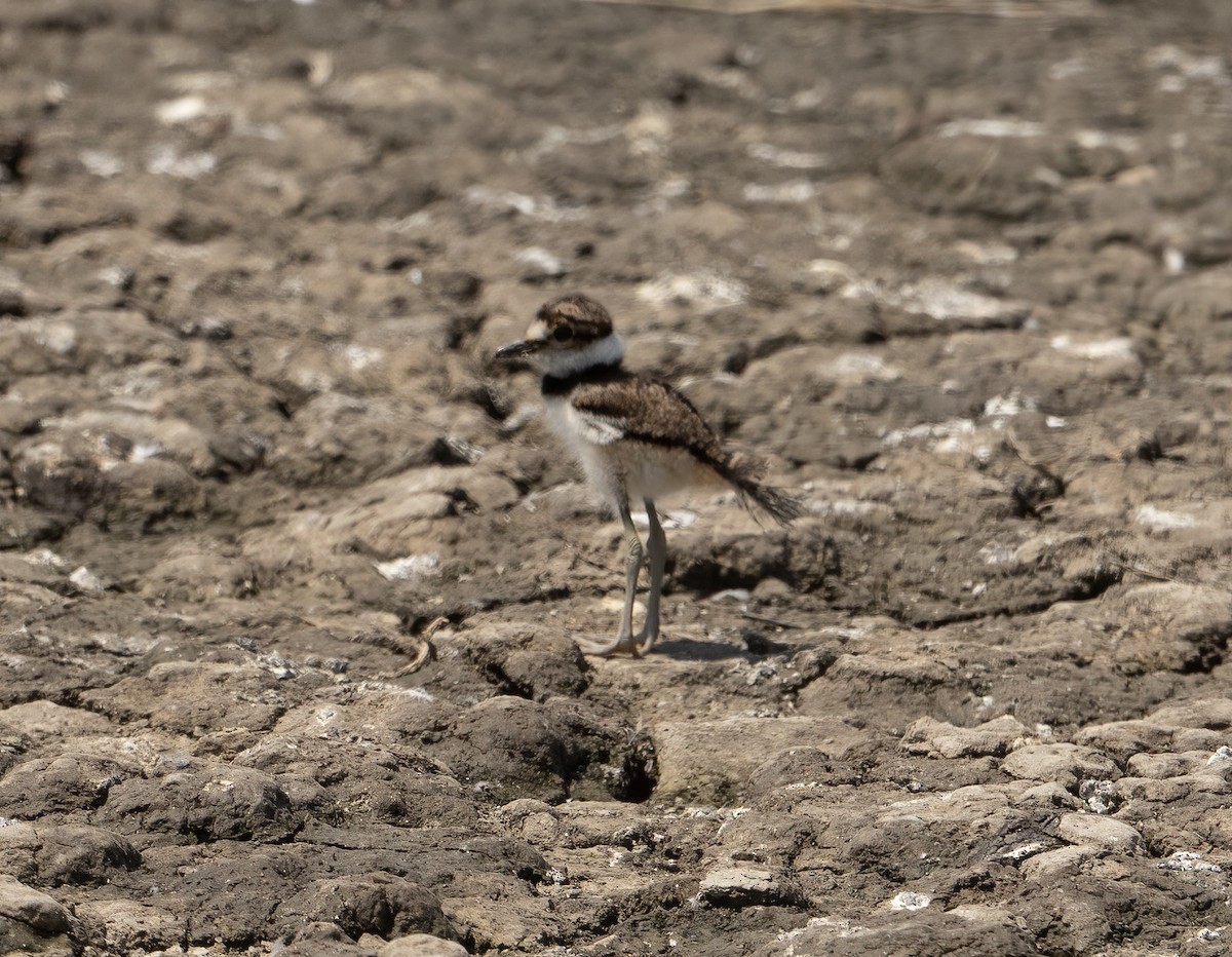 Semipalmated Plover - ML621586330