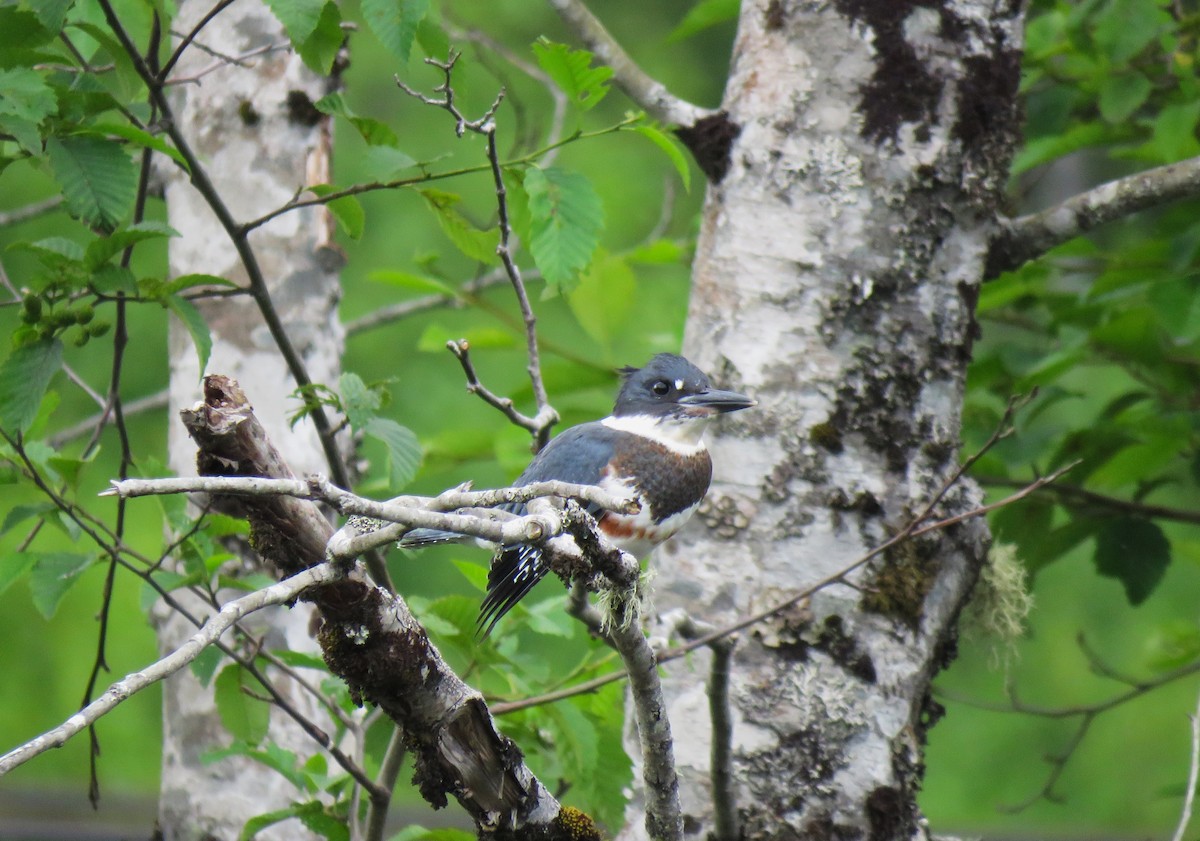Belted Kingfisher - ML621586337