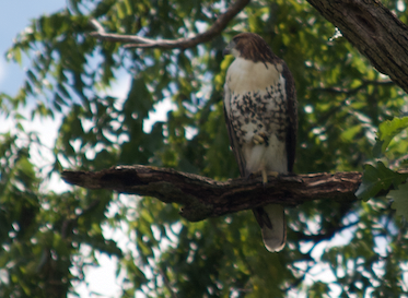 Red-tailed Hawk - ML621586352