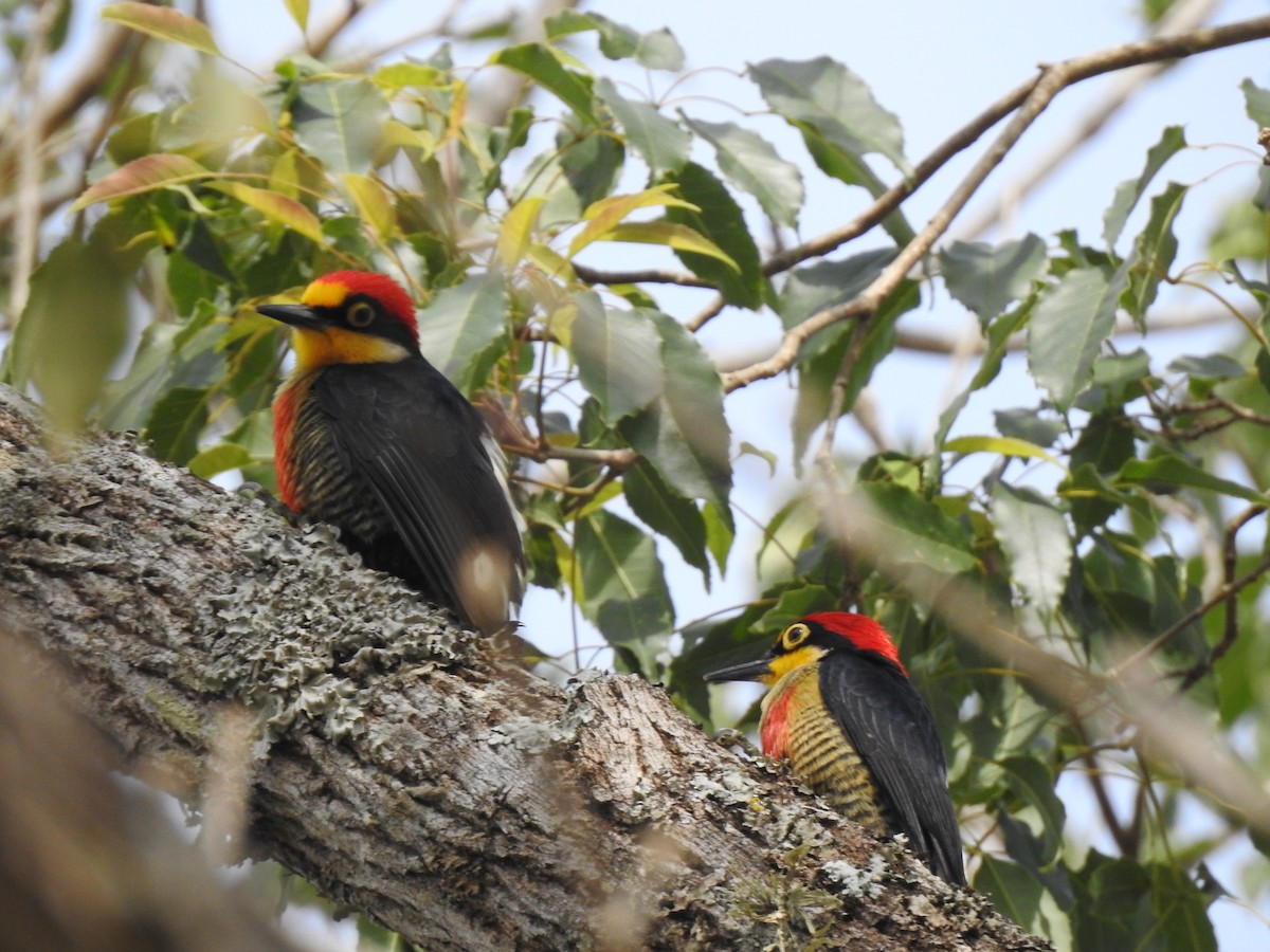 Yellow-fronted Woodpecker - ML621586401