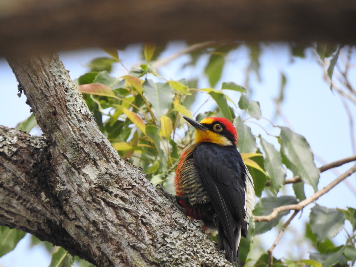 Yellow-fronted Woodpecker - ML621586402