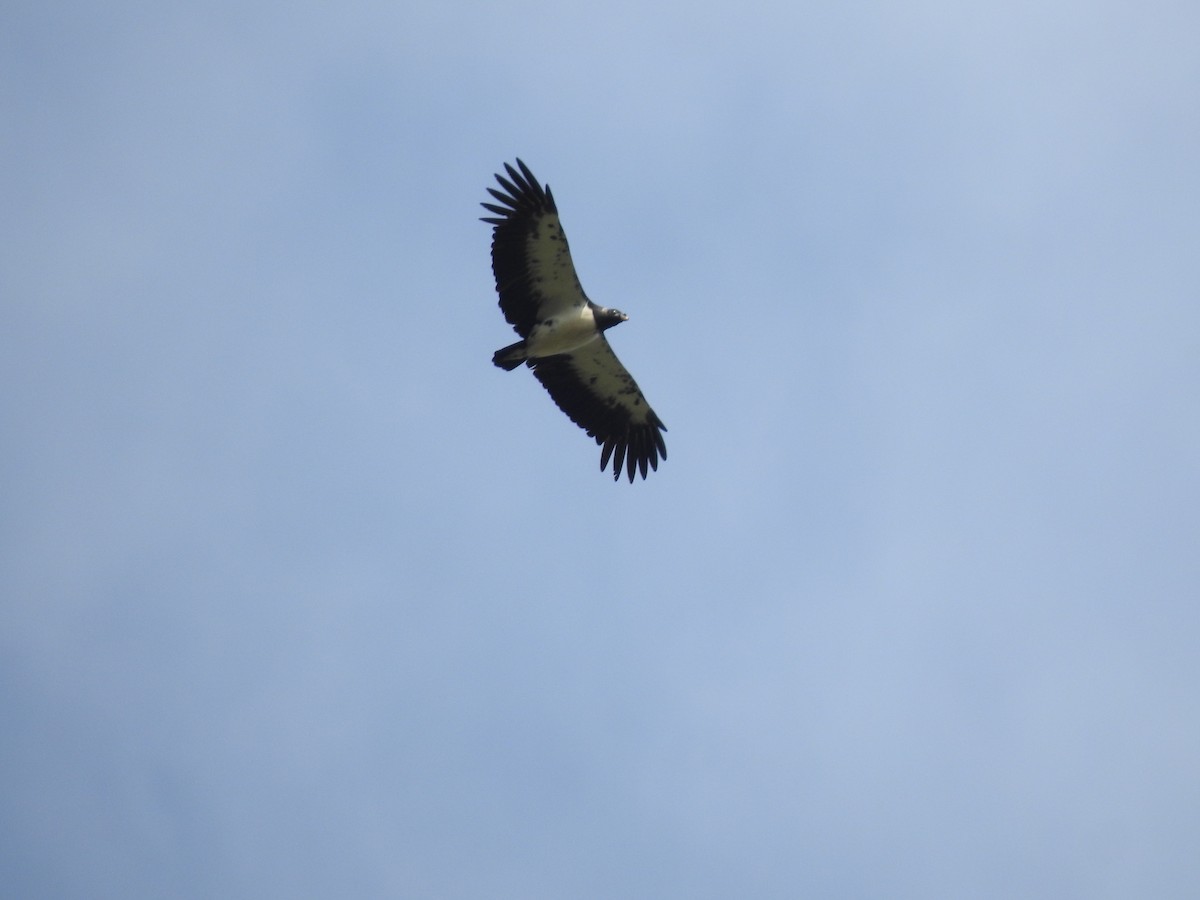 King Vulture - ML621586414