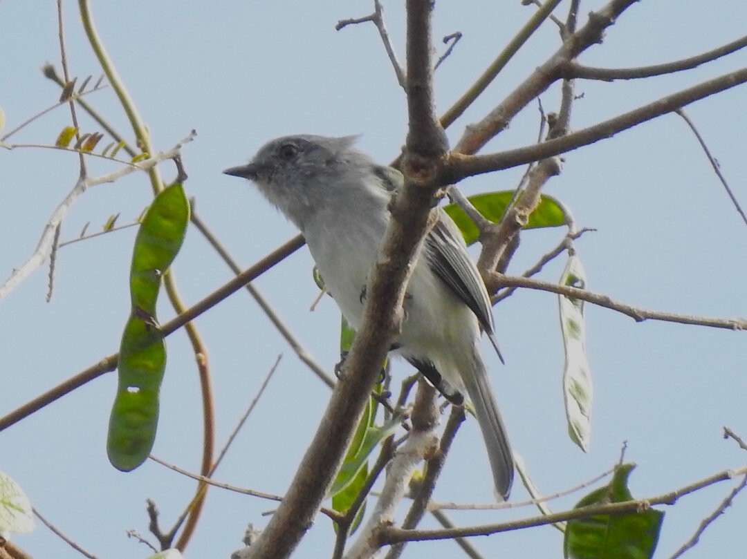 Gray-headed Elaenia - ML621586439