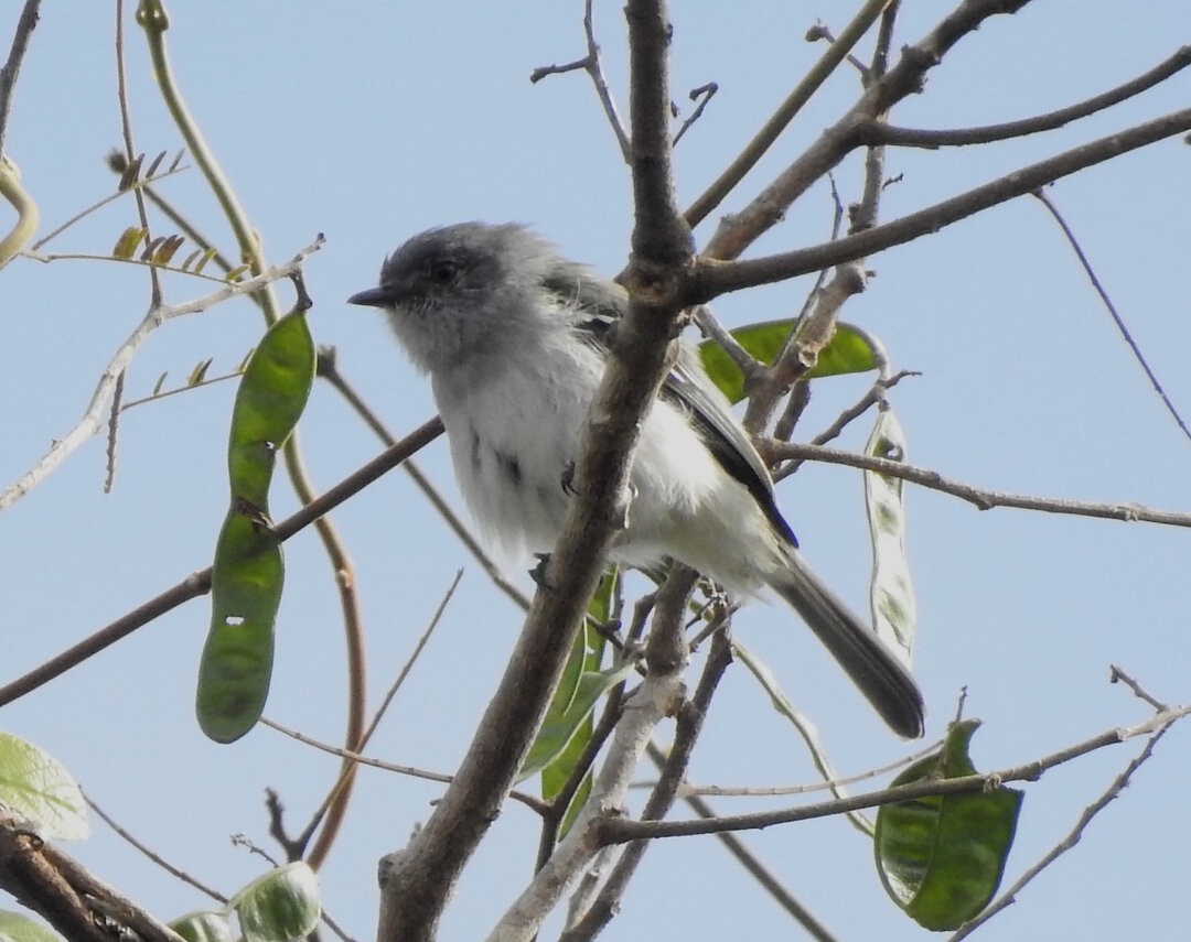 Gray-headed Elaenia - ML621586440