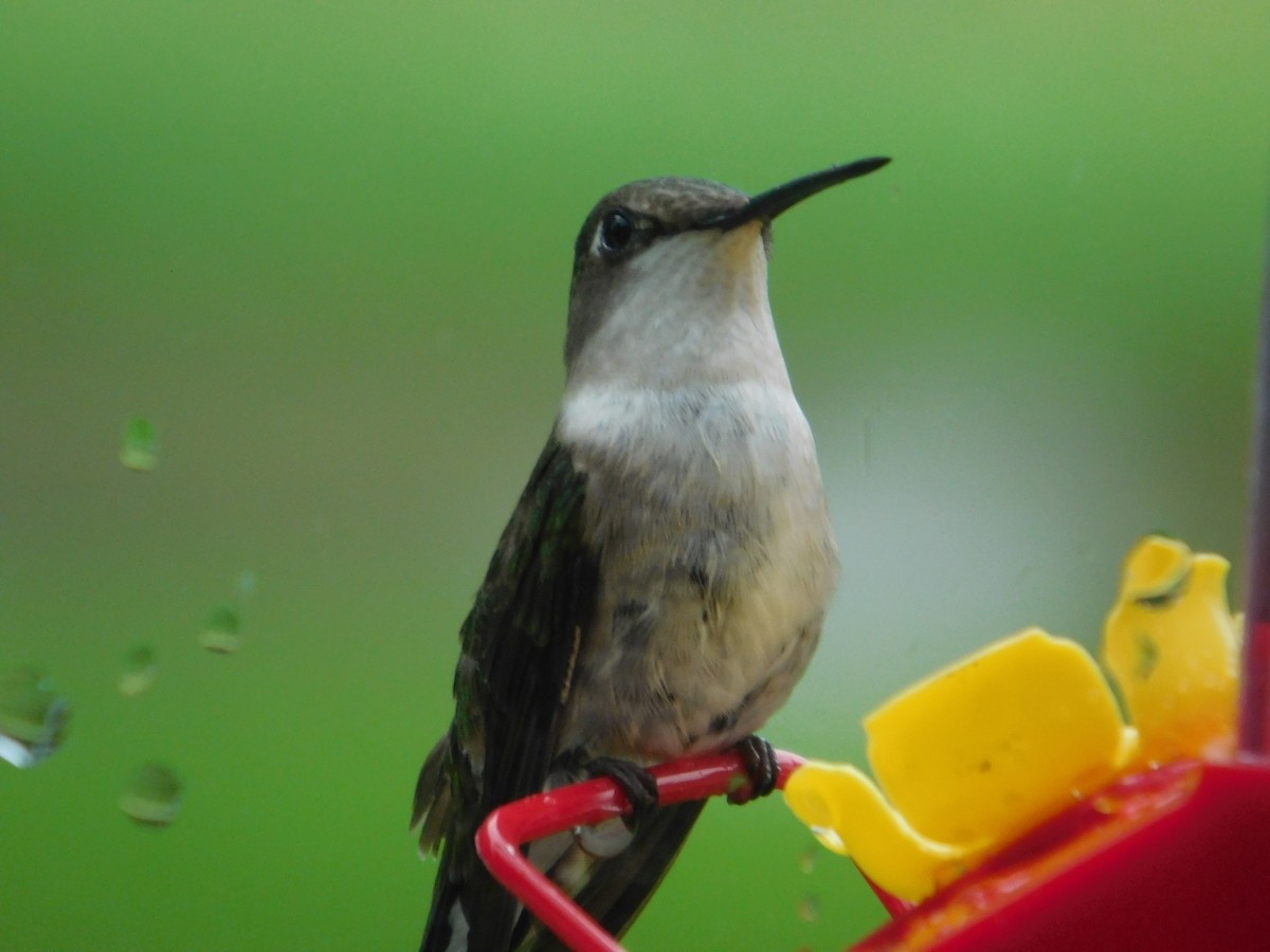 Ruby-throated Hummingbird - ML621586455