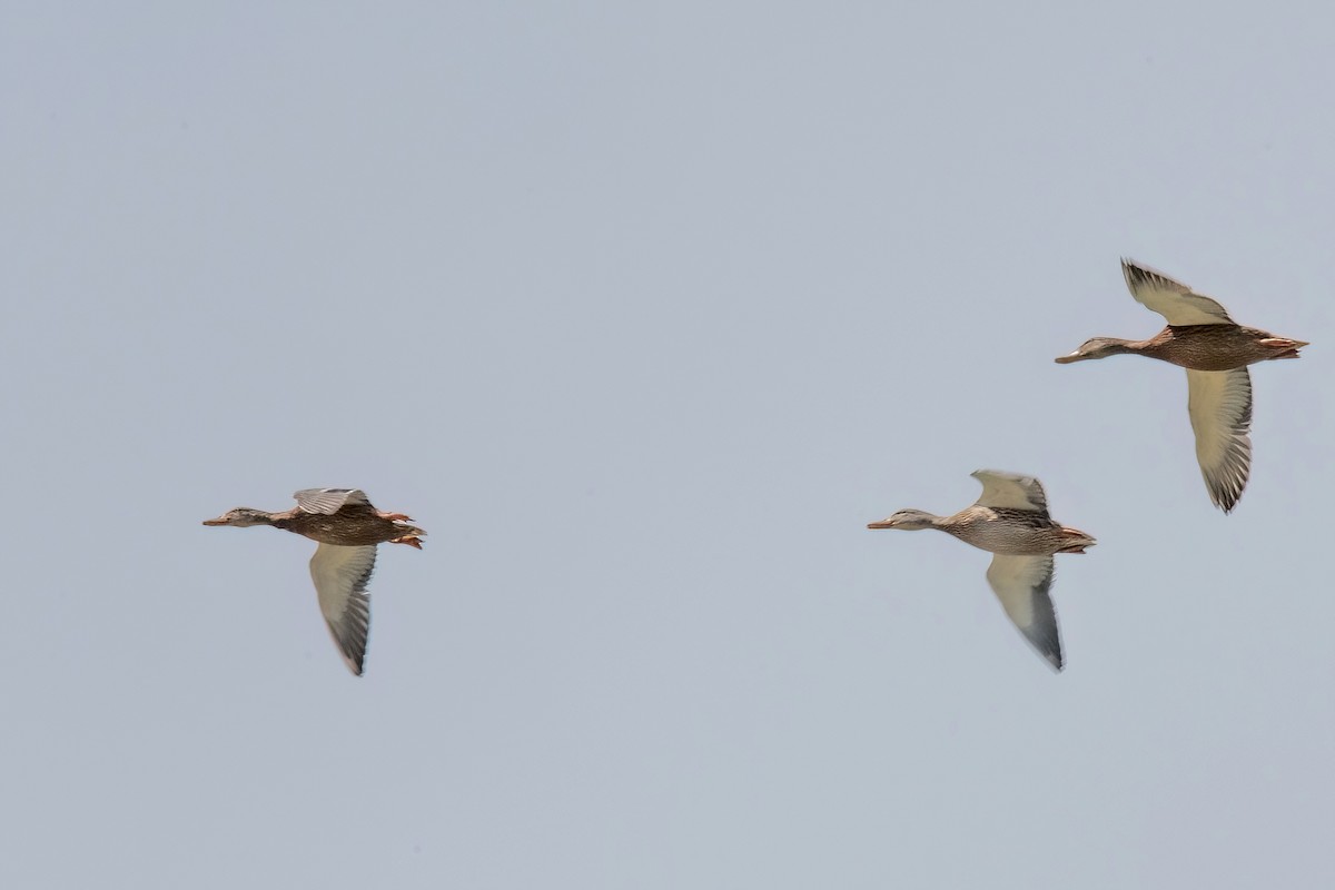 Mallard - Sue Barth