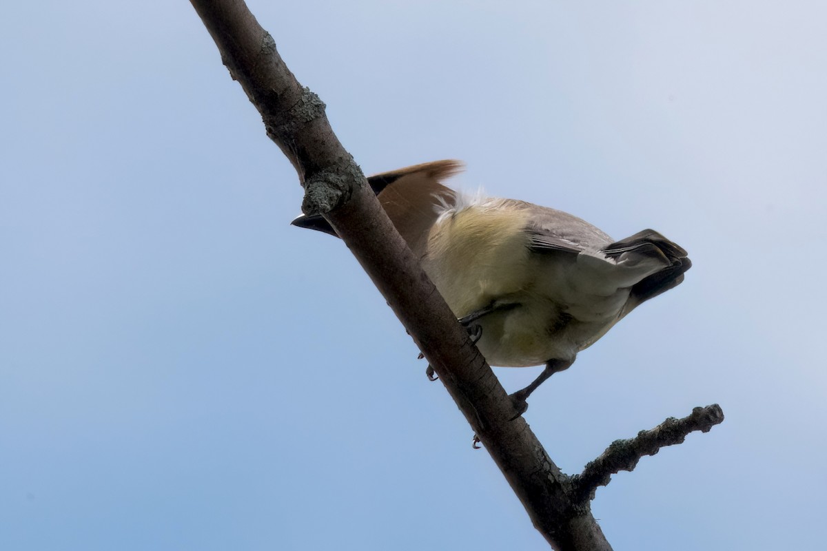 Cedar Waxwing - ML621586488