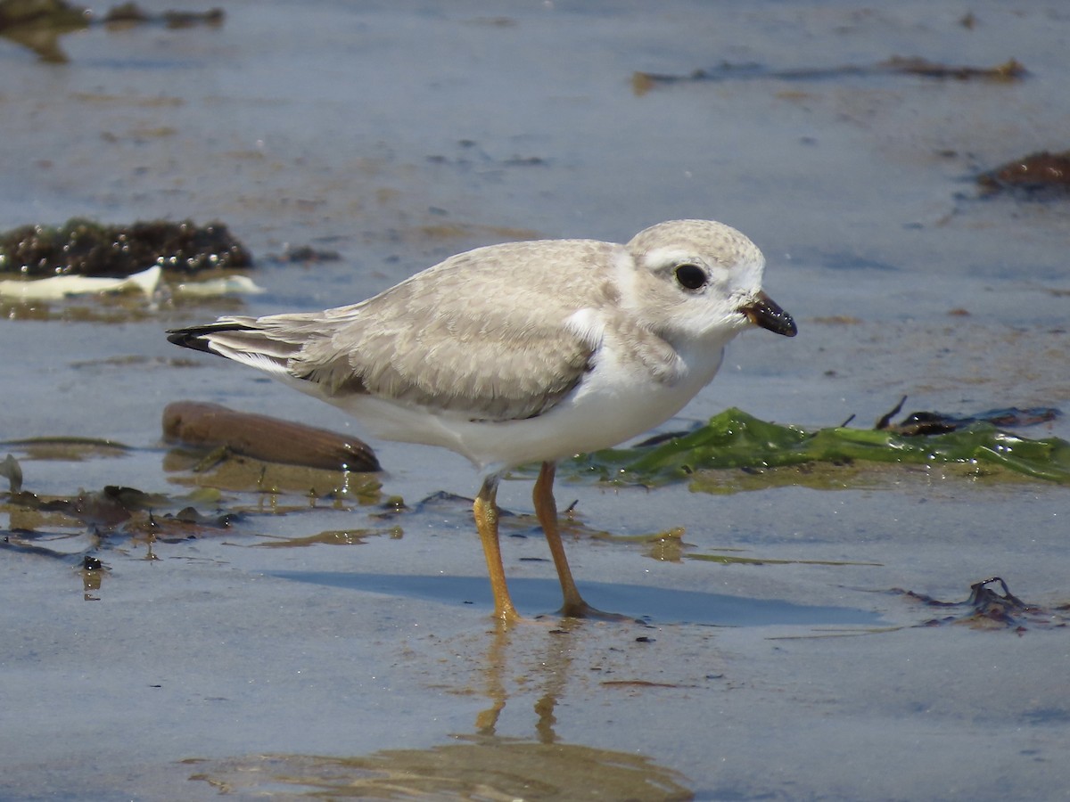 Piping Plover - ML621586513