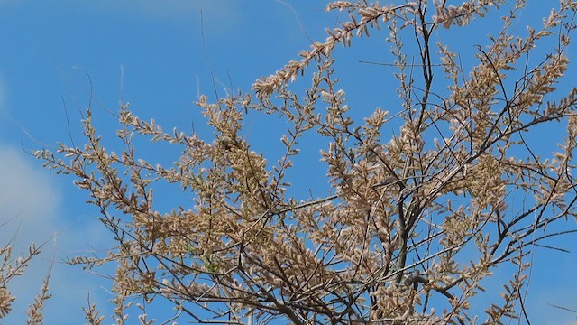 ニシツリスガラ - ML621586561