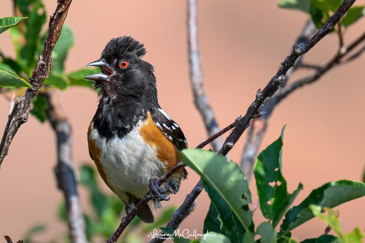 Spotted Towhee - ML621586627