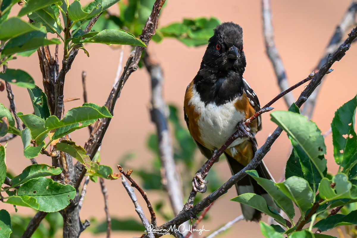 Spotted Towhee - ML621586628