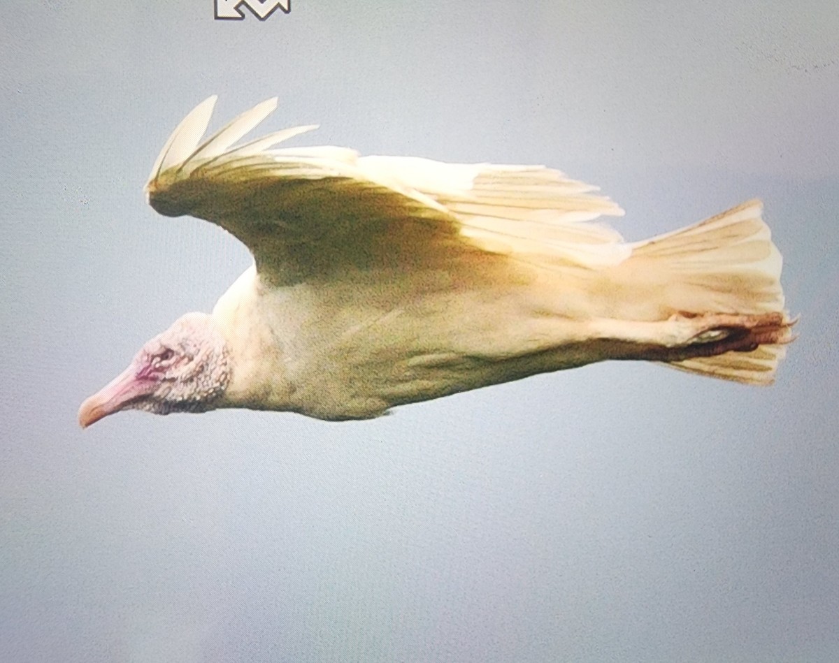 Turkey Vulture - ML621586629