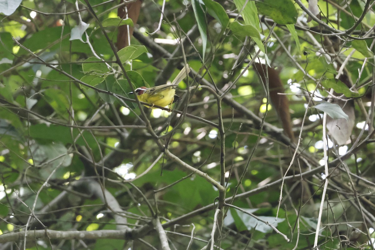 Chestnut-capped Warbler - ML621586722