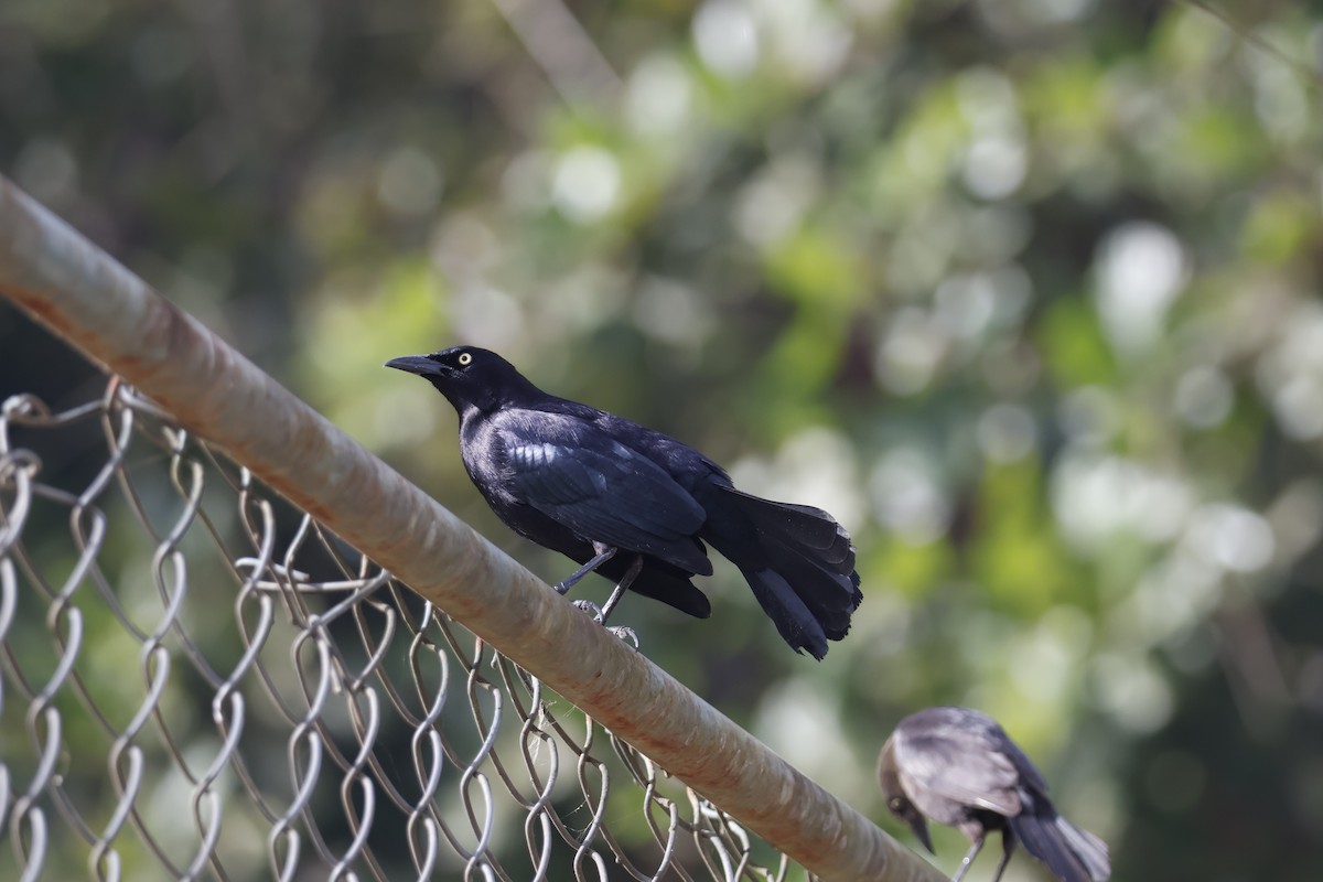 Carib Grackle - ML621586725