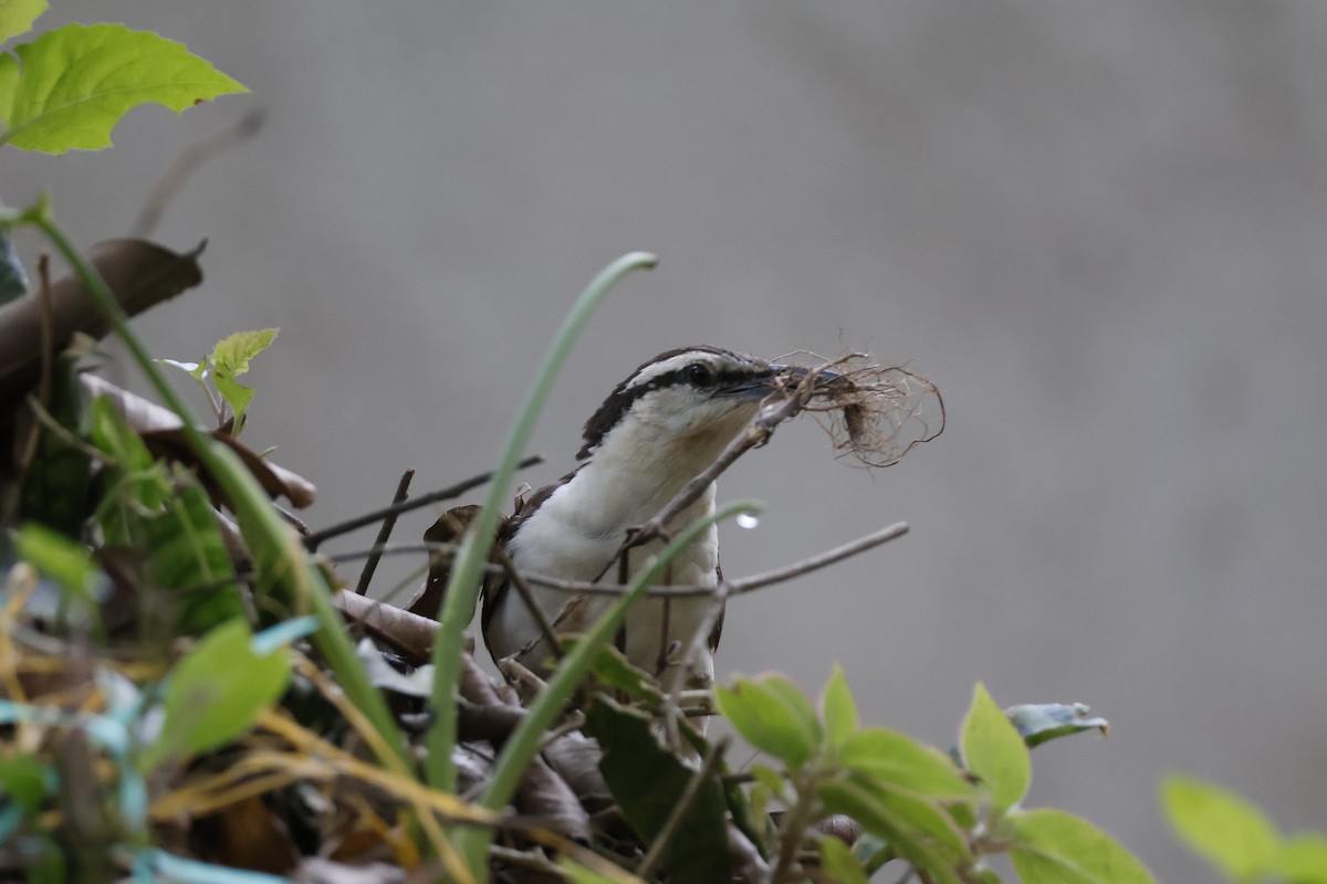 Bicolored Wren - ML621586734