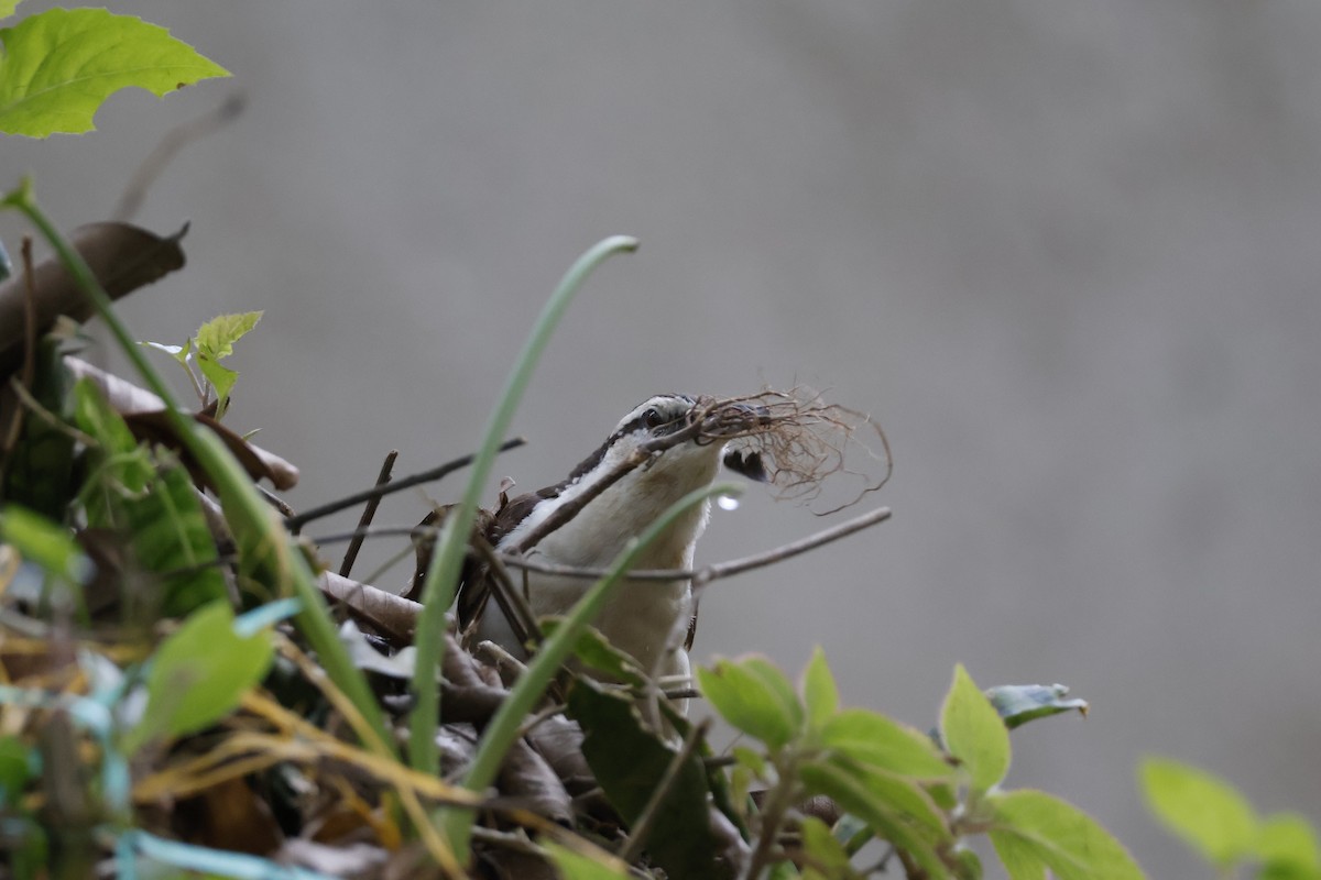 Bicolored Wren - ML621586739