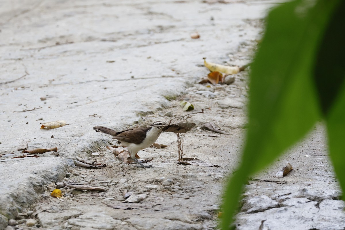 Bicolored Wren - ML621586740