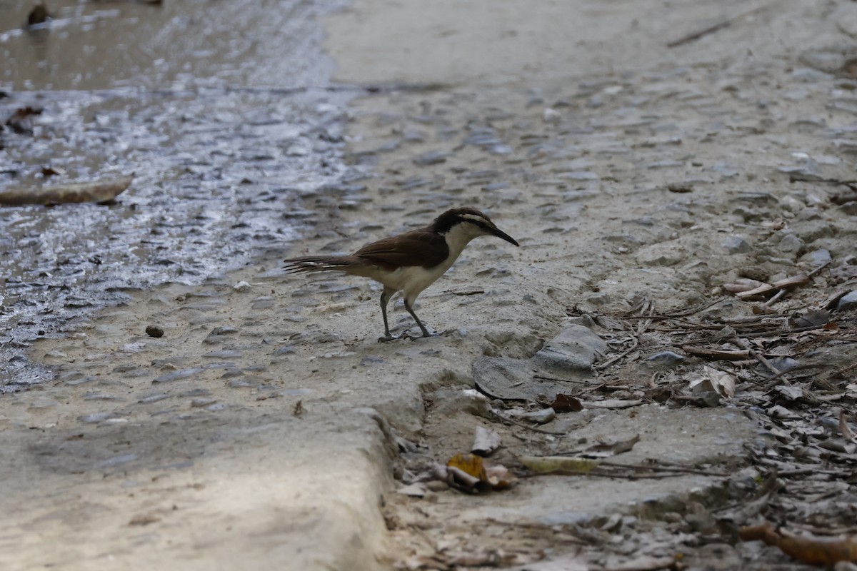 Bicolored Wren - ML621586741