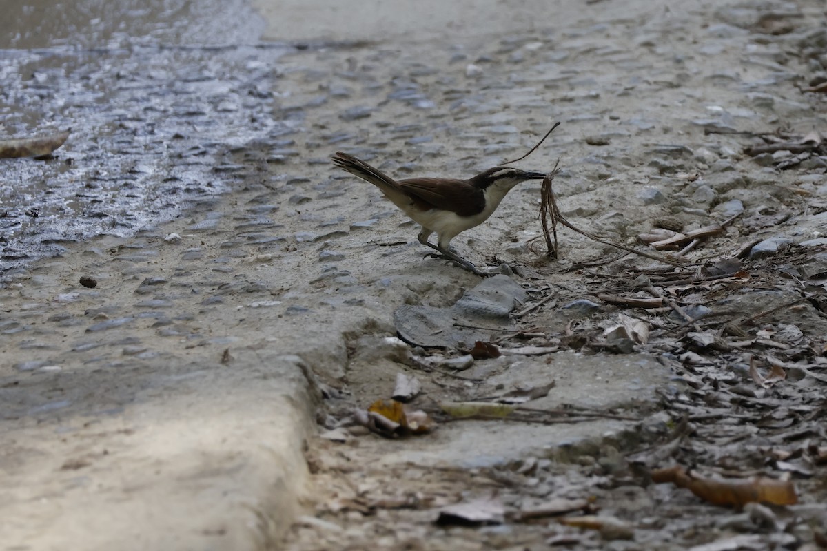 Bicolored Wren - ML621586742