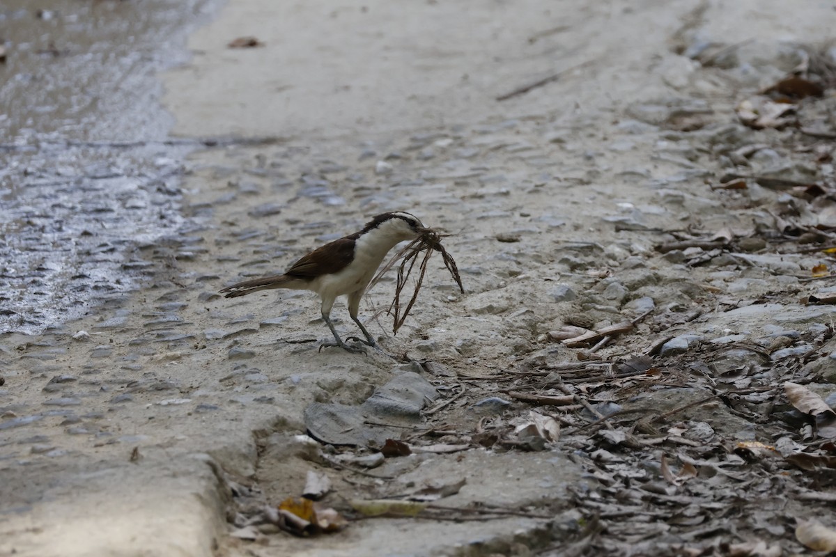 Bicolored Wren - ML621586743