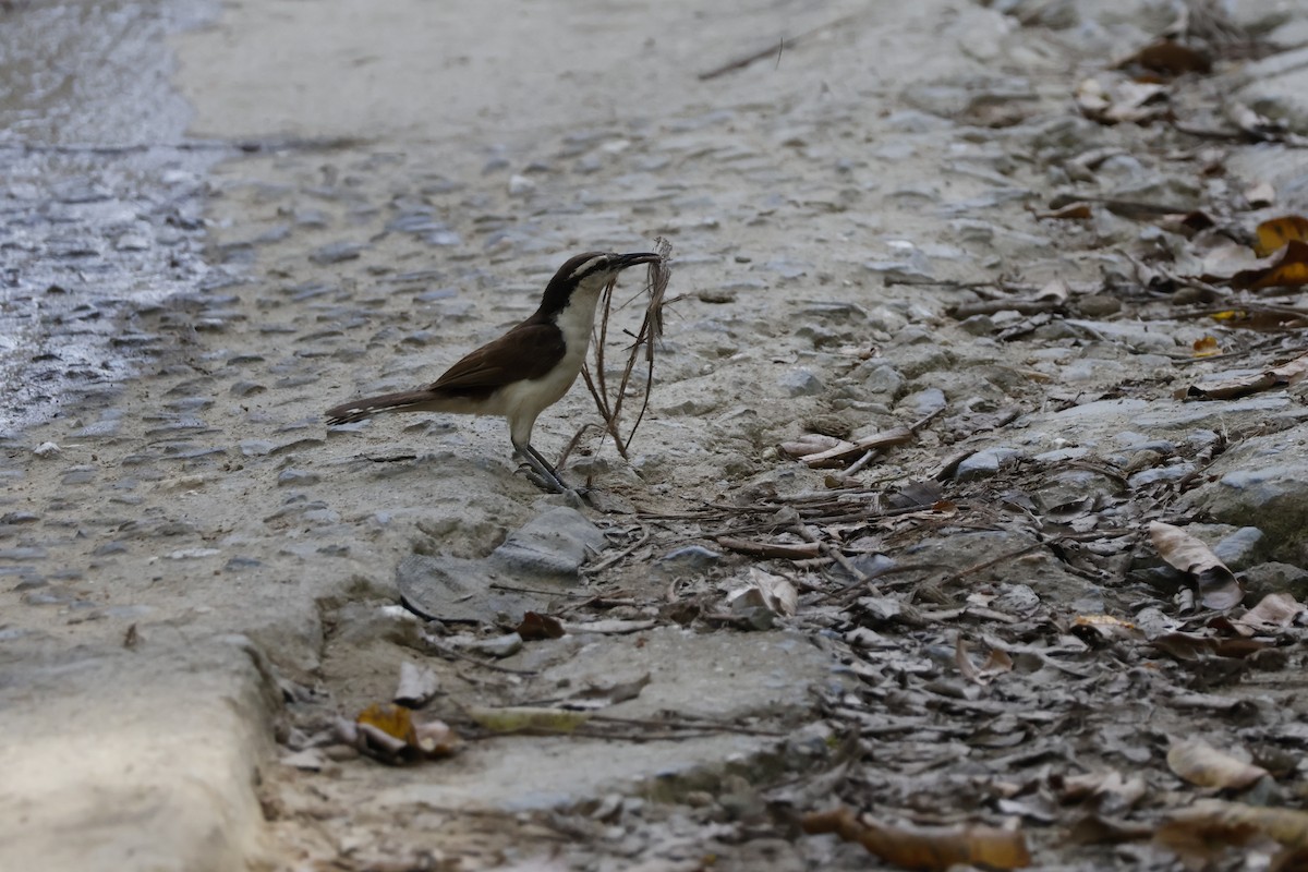 Bicolored Wren - ML621586744