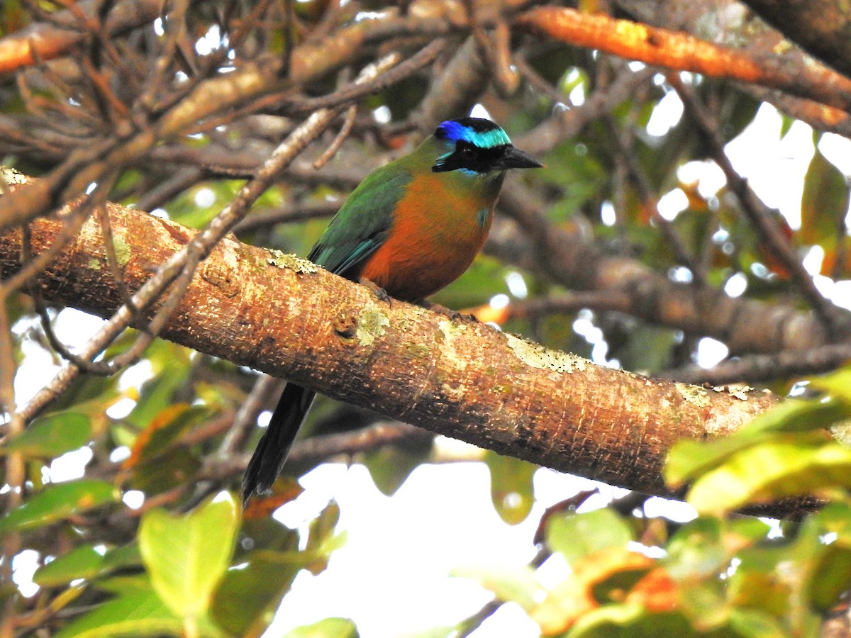 Amazonian Motmot - ML621586821