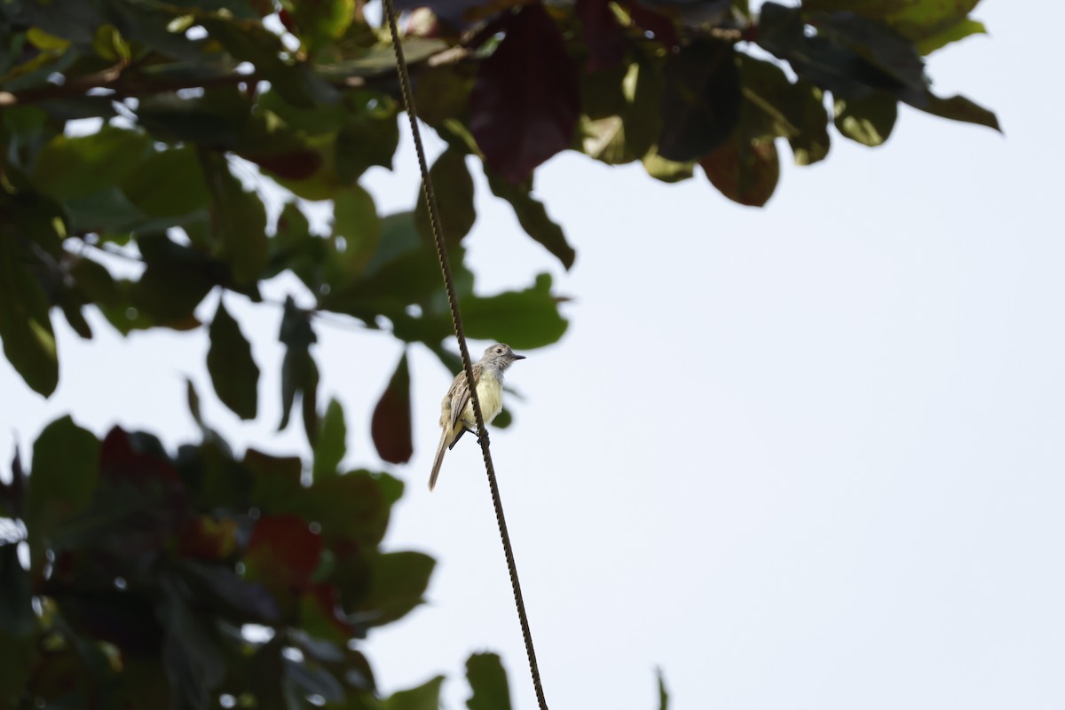 Dusky-capped Flycatcher - ML621586822