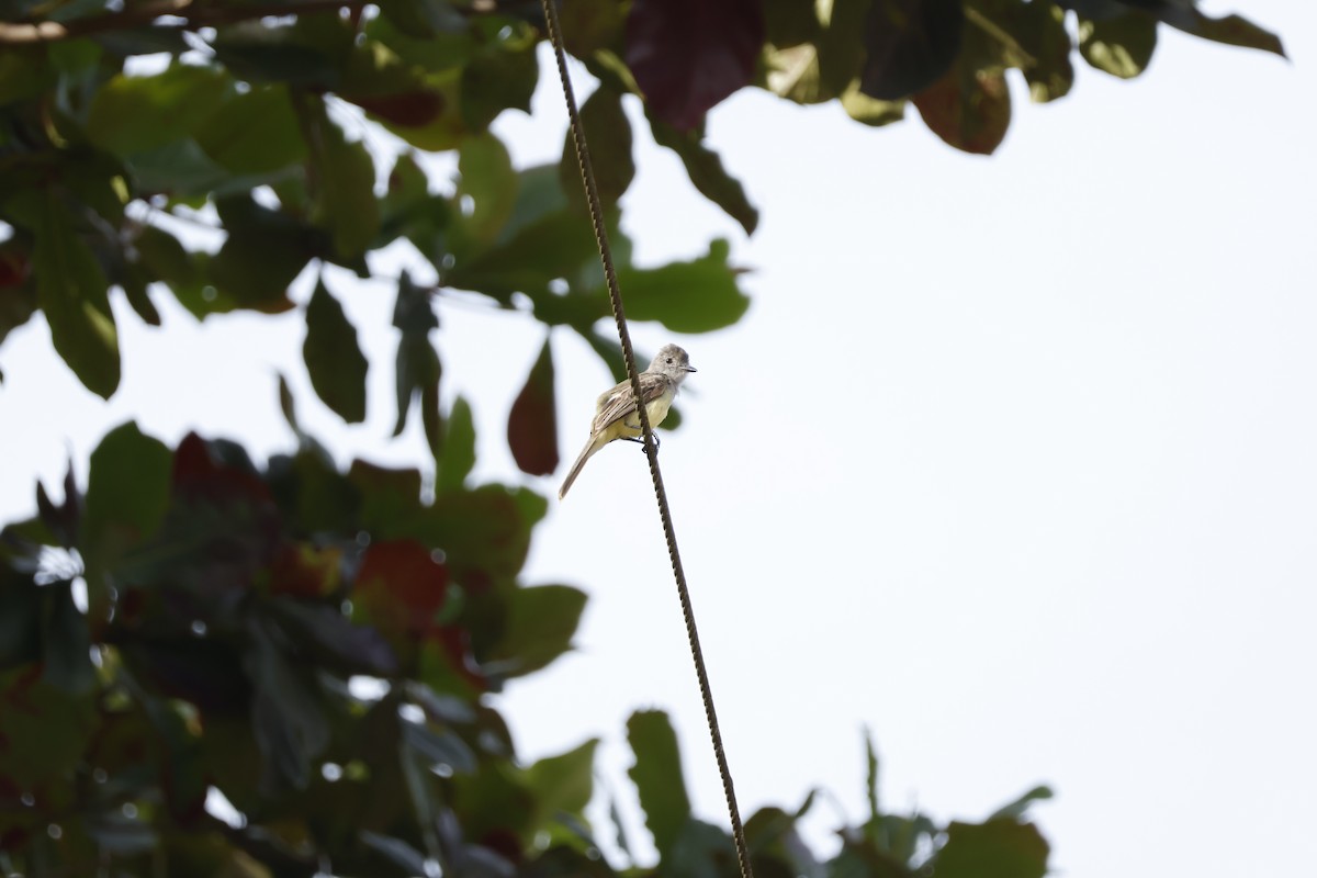 Dusky-capped Flycatcher - ML621586823