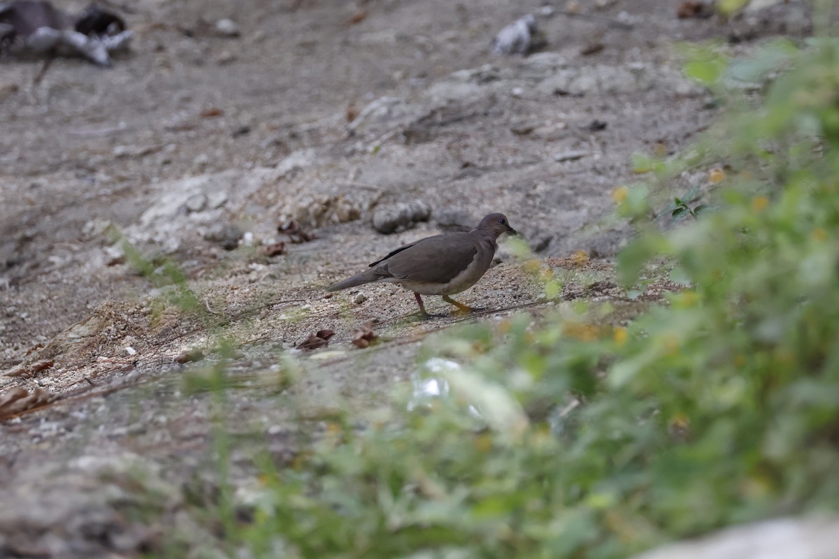 White-tipped Dove - ML621586830