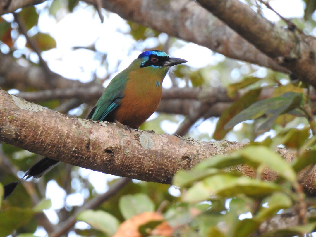 Amazonian Motmot - ML621586832