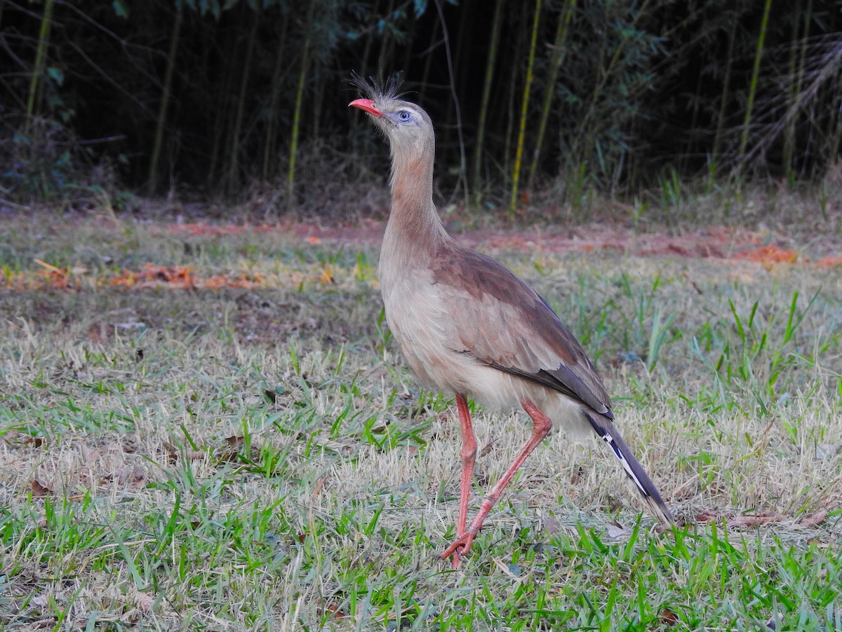 Red-legged Seriema - Henrique Heidi Horiyshi