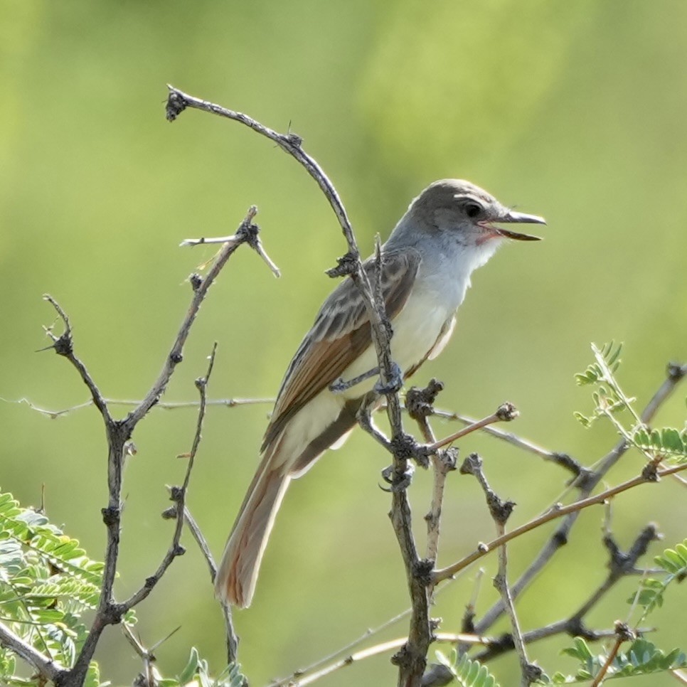 Brown-crested Flycatcher - Charlene Fan