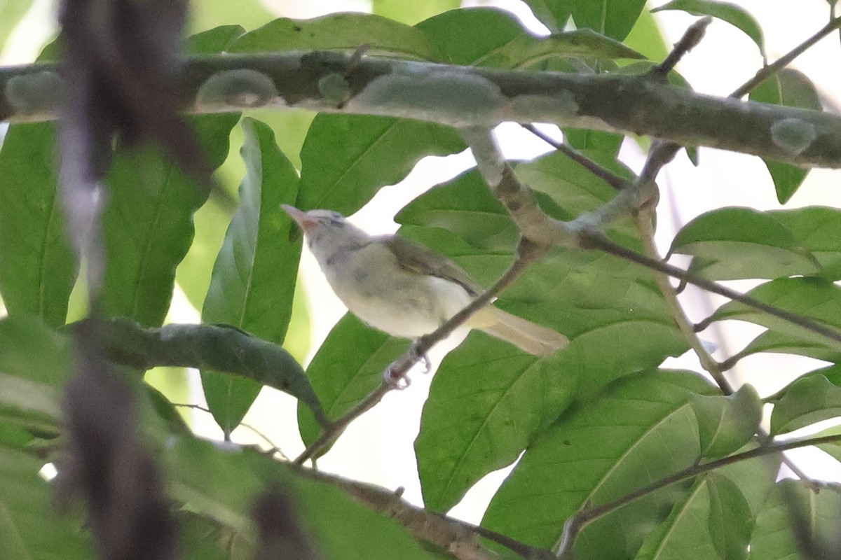 Golden-fronted Greenlet - Mathieu Soetens