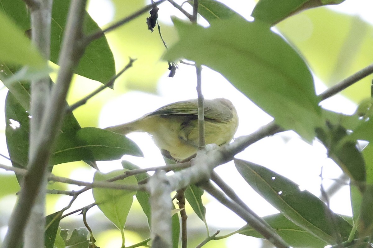 Golden-fronted Greenlet - ML621586877